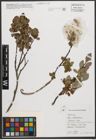Foto von Salix waldsteiniana Willd.
